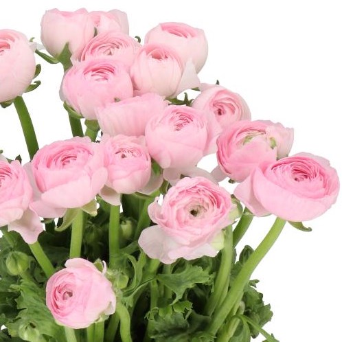 RANUNCULUS CLOONY LOLLIPOP