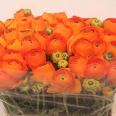 RANUNCULUS CLOONY MANDARINO