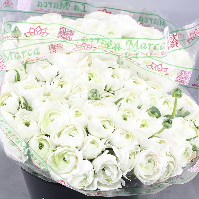 RANUNCULUS CLOONY MERENQUE