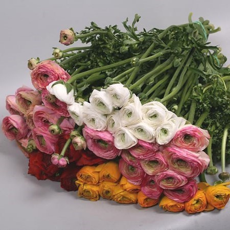 RANUNCULUS CLOONY MIX (COLS MAY VARY)