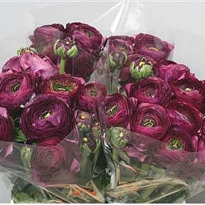 RANUNCULUS CLOONY NERONE