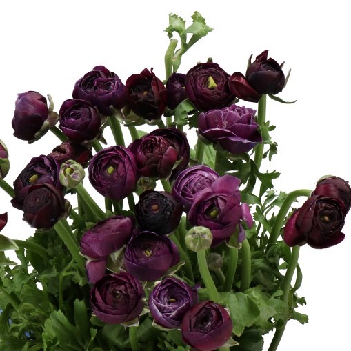 RANUNCULUS CLOONY NERONE 33