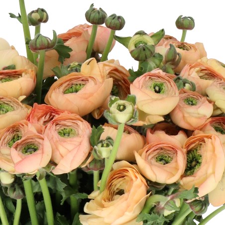 RANUNCULUS CLOONY OLIVIA