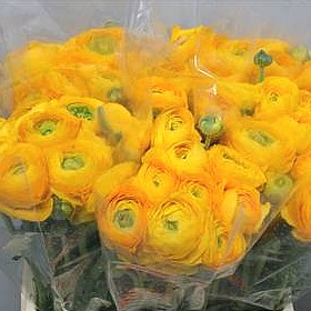 RANUNCULUS CLOONY OMEGA SUPER