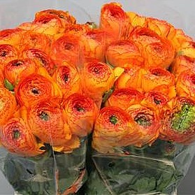 RANUNCULUS CLOONY ORANGE