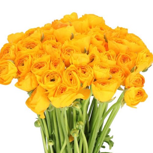 RANUNCULUS CLOONY PAREO EX