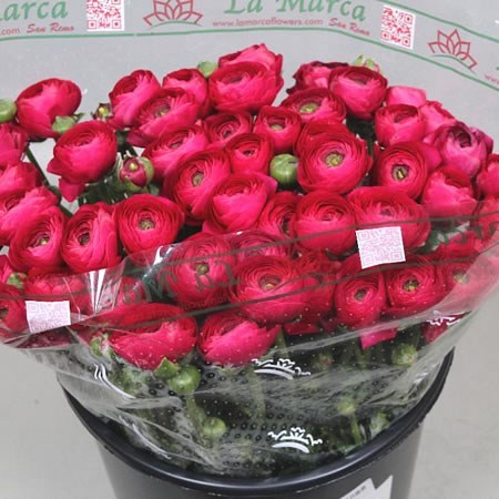 RANUNCULUS CLOONY PASSION EX