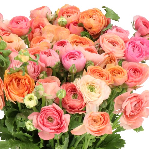 RANUNCULUS CLOONY PASTEL MIX