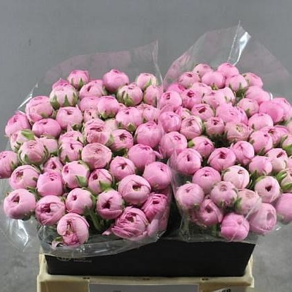 RANUNCULUS CLOONY PEONIA