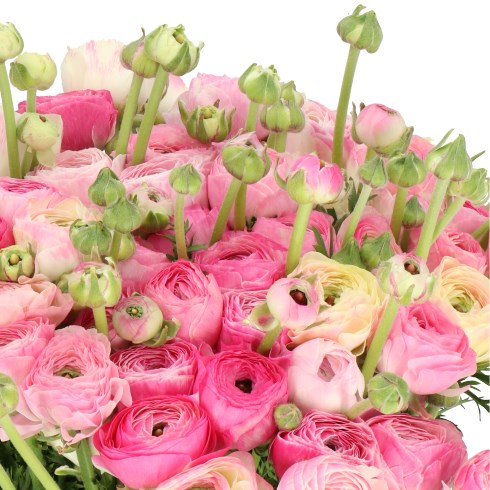 RANUNCULUS CLOONY PORCELLANA
