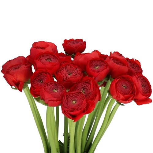 RANUNCULUS CLOONY RED