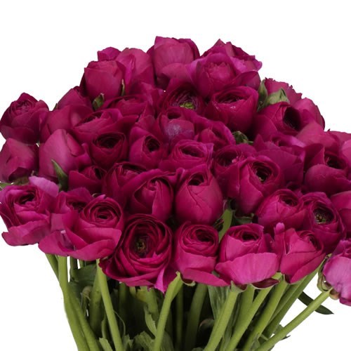RANUNCULUS CLOONY RENOIR