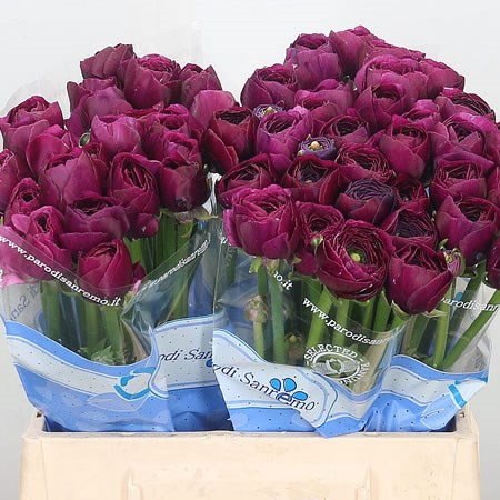 ranunculus renoir cloony