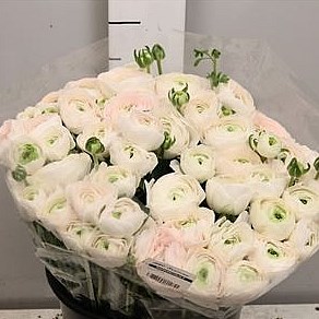RANUNCULUS CLOONY RIO