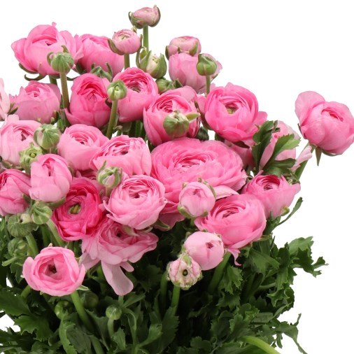 RANUNCULUS CLOONY ROSA