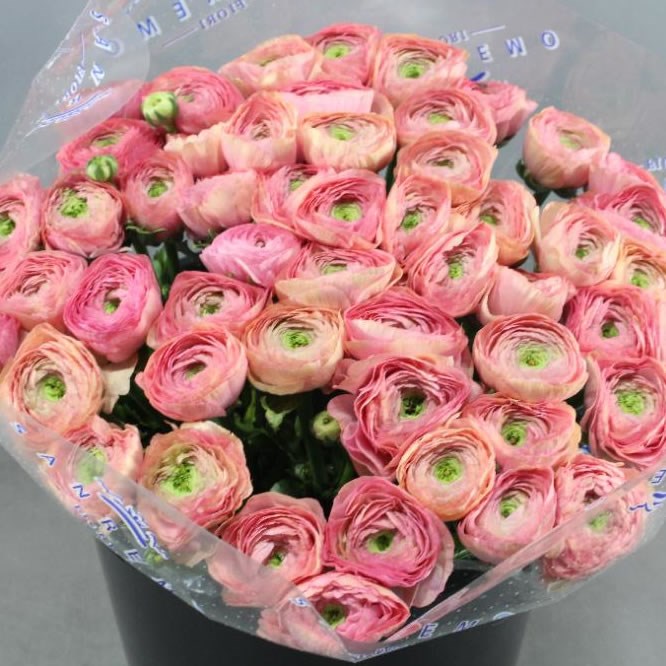 RANUNCULUS CLOONY ROSA 418 EX