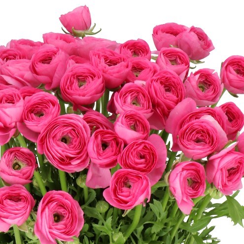 RANUNCULUS CLOONY ROSADO