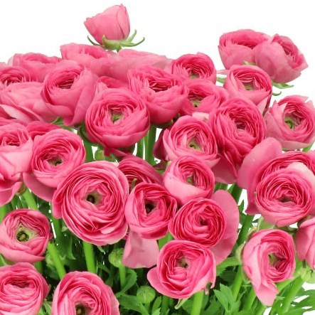 RANUNCULUS CLOONY ROSADO EX