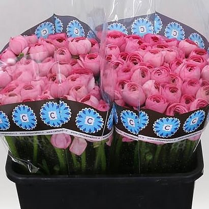 RANUNCULUS CLOONY ROSADO SUPER