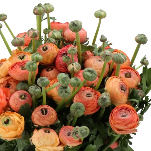 RANUNCULUS CLOONY SALMONE