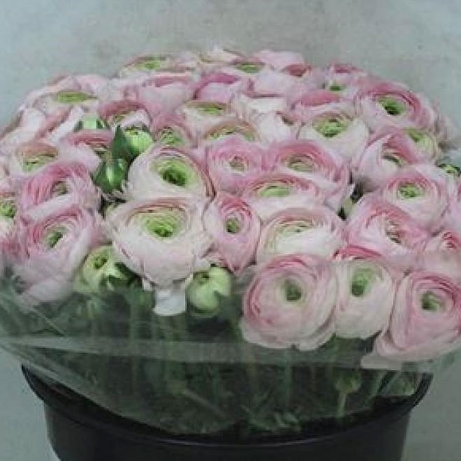 RANUNCULUS CLOONY SAN MAURO EX