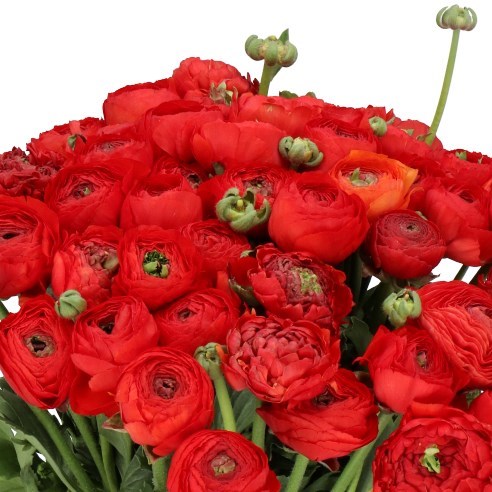 RANUNCULUS CLOONY SANGRIA