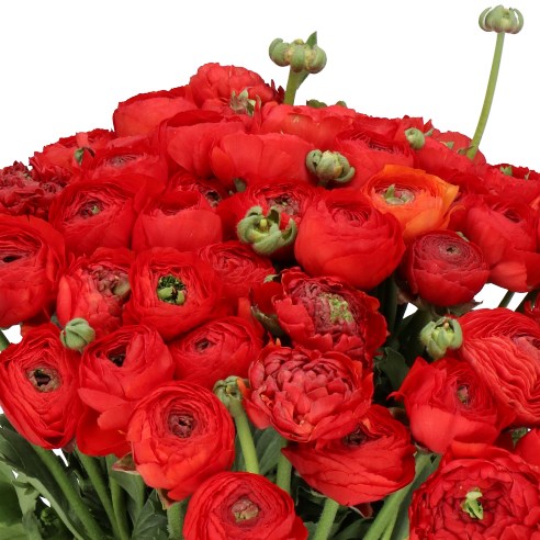 RANUNCULUS CLOONY SANGRIA EX
