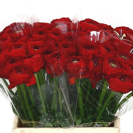 RANUNCULUS CLOONY SANGRIA EX
