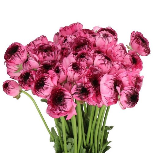 RANUNCULUS CLOONY STRIPED 751