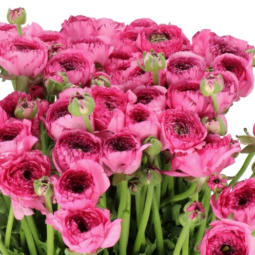 RANUNCULUS CLOONY STRIPED 751