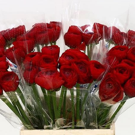 RANUNCULUS CLOONY TANGO