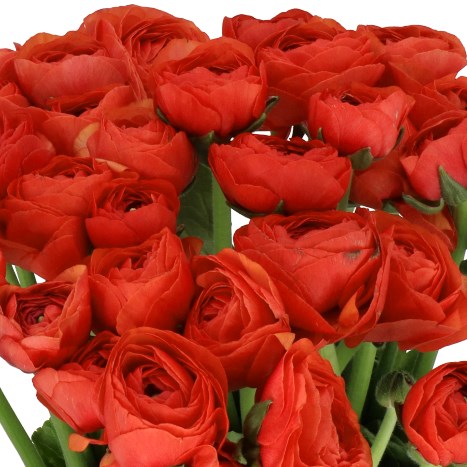 RANUNCULUS CLOONY TERRACOTTA