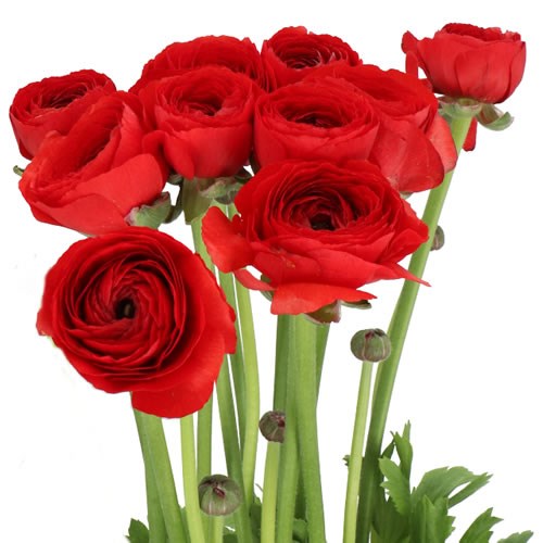 RANUNCULUS CLOONY TESTAROSSA EX