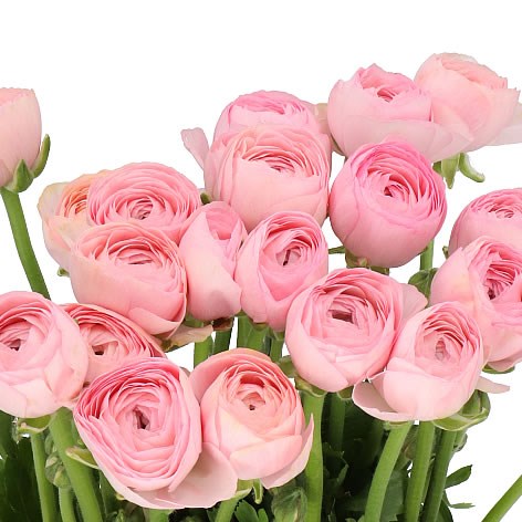 RANUNCULUS CLOONY TOLOSA EX