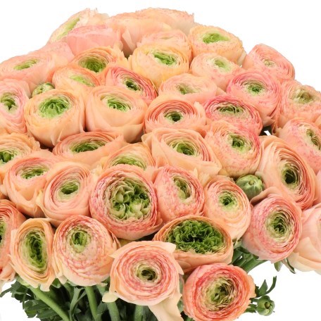RANUNCULUS CLOONY TUAREG