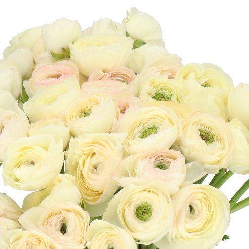RANUNCULUS CLOONY VANILLA 509