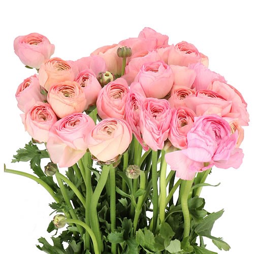 RANUNCULUS CLOONY VENERE EX