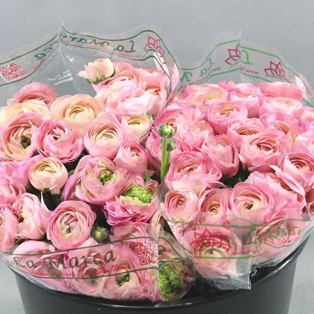 RANUNCULUS CLOONY VENERE EX