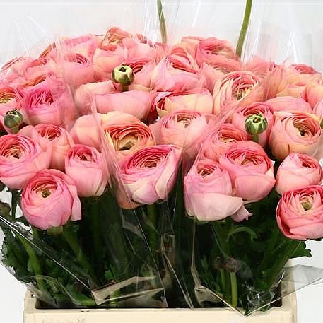 RANUNCULUS CLOONY VENERE SUPER
