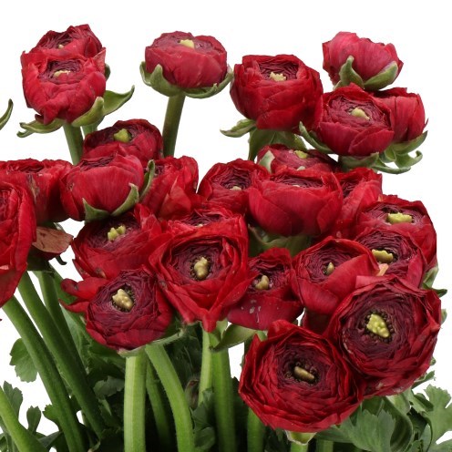 RANUNCULUS CLOONY VINTAGE