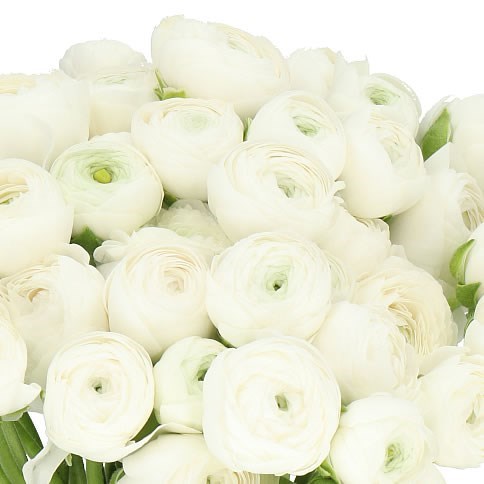 RANUNCULUS CLOONY WHITE