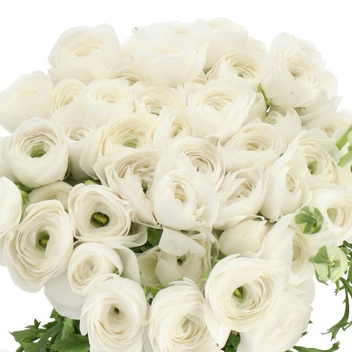 RANUNCULUS CLOONY WHITE CLOUD
