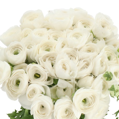 RANUNCULUS CLOONY WHITE CLOUD