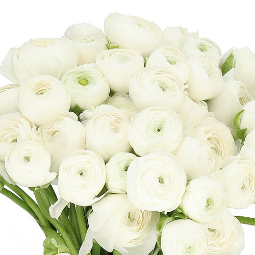 RANUNCULUS CLOONY WHITE EX