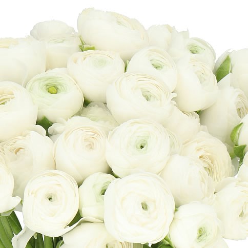 RANUNCULUS CLOONY WHITE EX