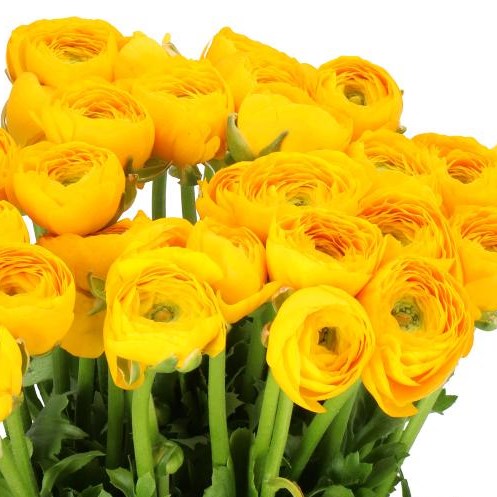 RANUNCULUS CLOONY YELLOW 128