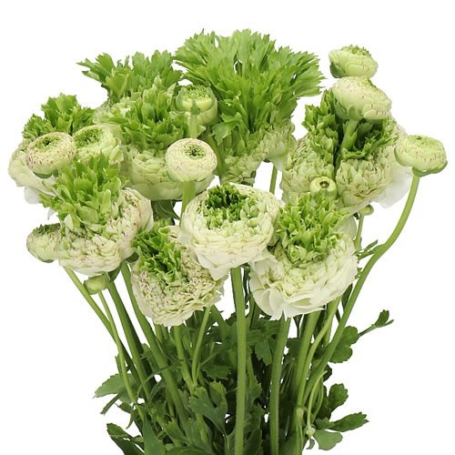 RANUNCULUS CROWN GIVERNY EX