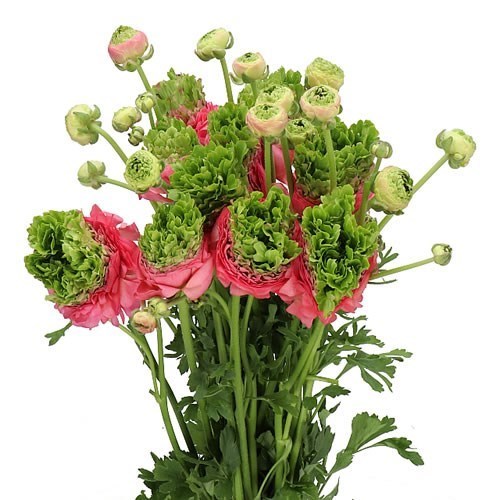 RANUNCULUS CROWN SISTERON