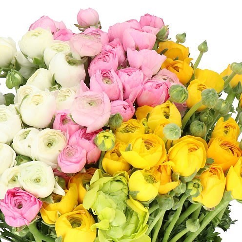 RANUNCULUS EASTER MIX