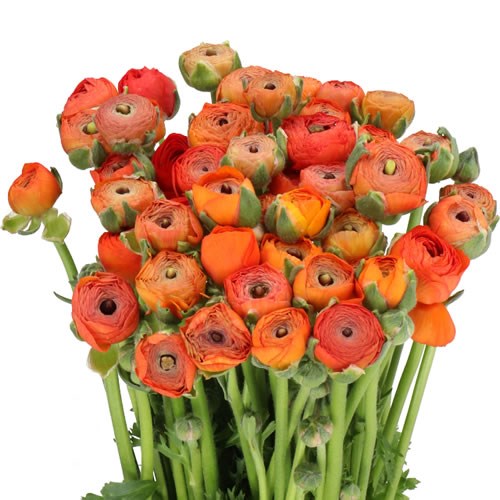 RANUNCULUS ELEGANCE DARK ORANGE